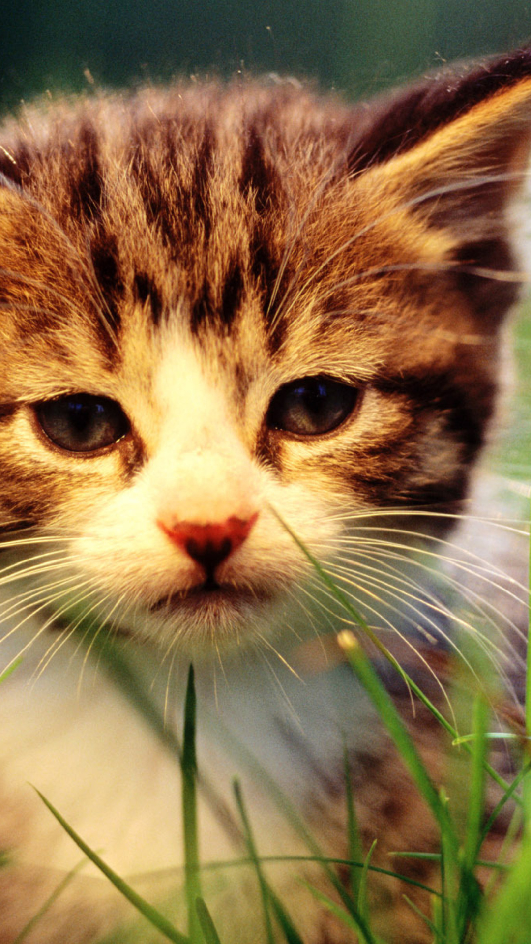 Fondo de pantalla Kitten In Grass 1080x1920