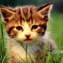 Screenshot №1 pro téma Kitten In Grass 128x128