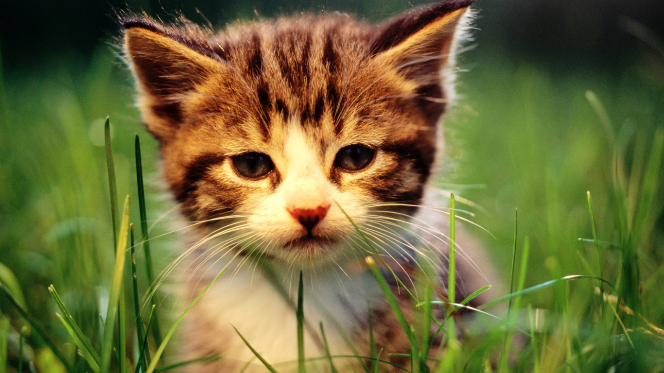 Screenshot №1 pro téma Kitten In Grass 1366x768
