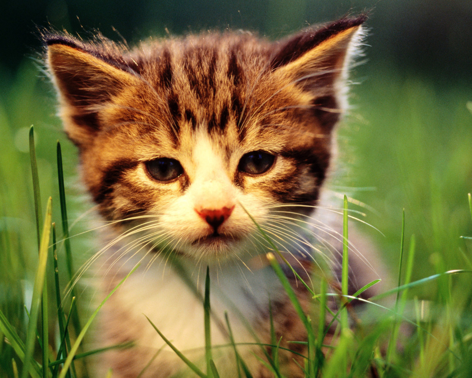 Sfondi Kitten In Grass 1600x1280