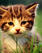 Das Kitten In Grass Wallpaper 176x220