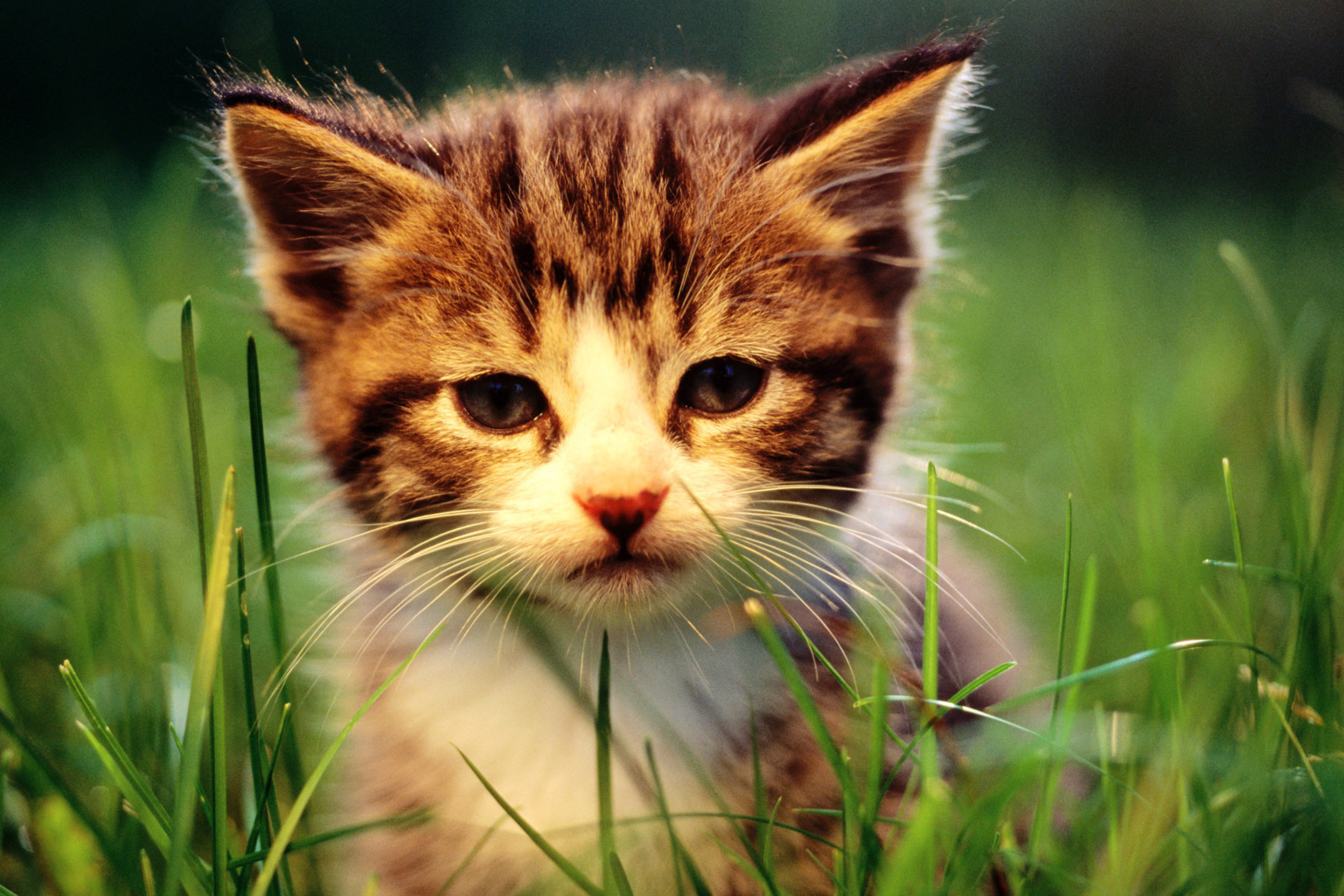 Kitten In Grass wallpaper 2880x1920