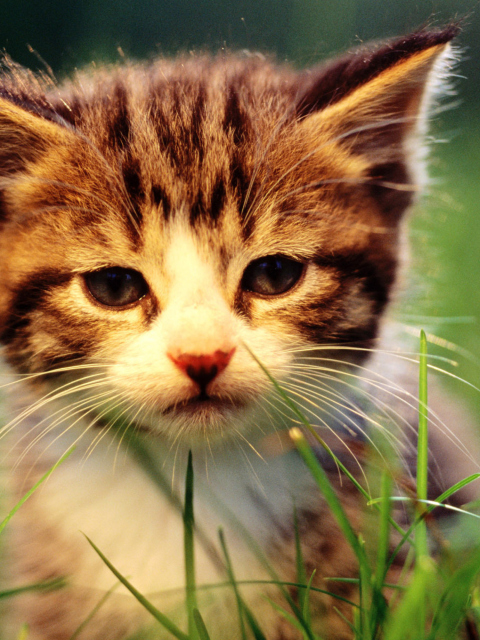 Обои Kitten In Grass 480x640
