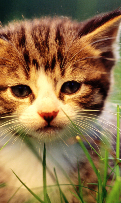 Обои Kitten In Grass 480x800