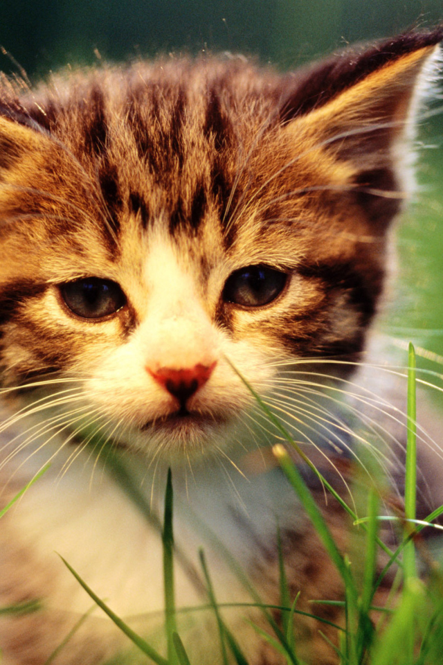 Kitten In Grass wallpaper 640x960
