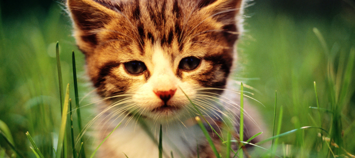 Kitten In Grass wallpaper 720x320