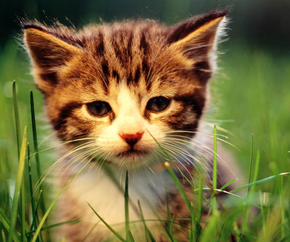 Обои Kitten In Grass 960x800