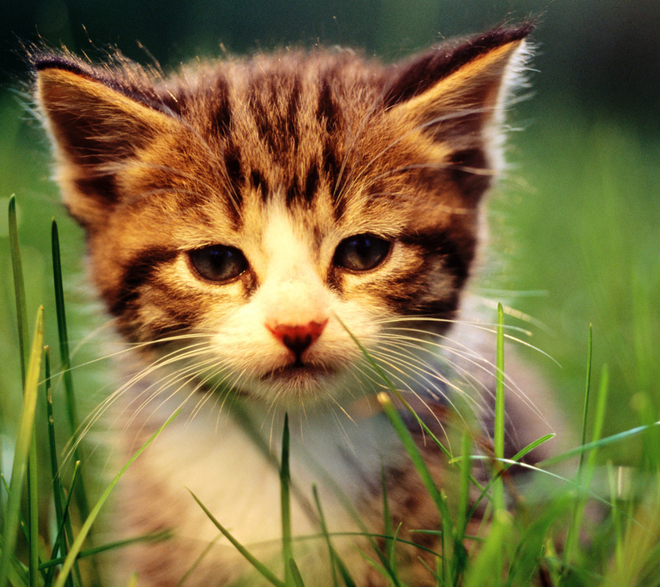 Das Kitten In Grass Wallpaper 960x854