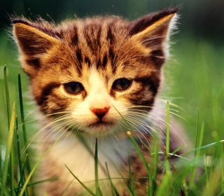 Kitten In Grass - Obrázkek zdarma pro 128x128