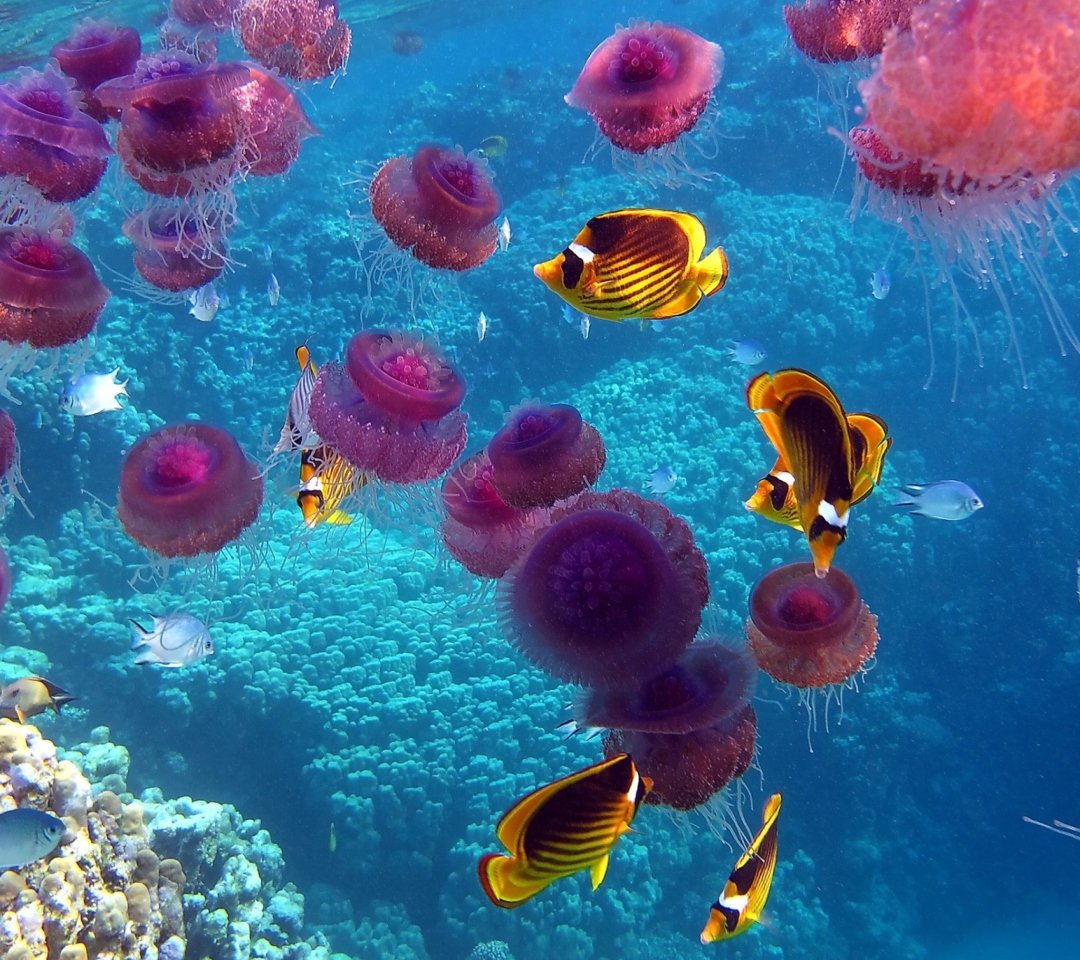 Sfondi Pink Jellyfish And Yellow Fish 1080x960