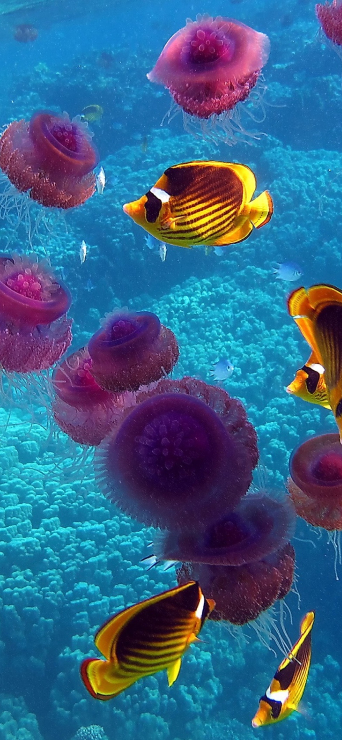 Screenshot №1 pro téma Pink Jellyfish And Yellow Fish 1170x2532