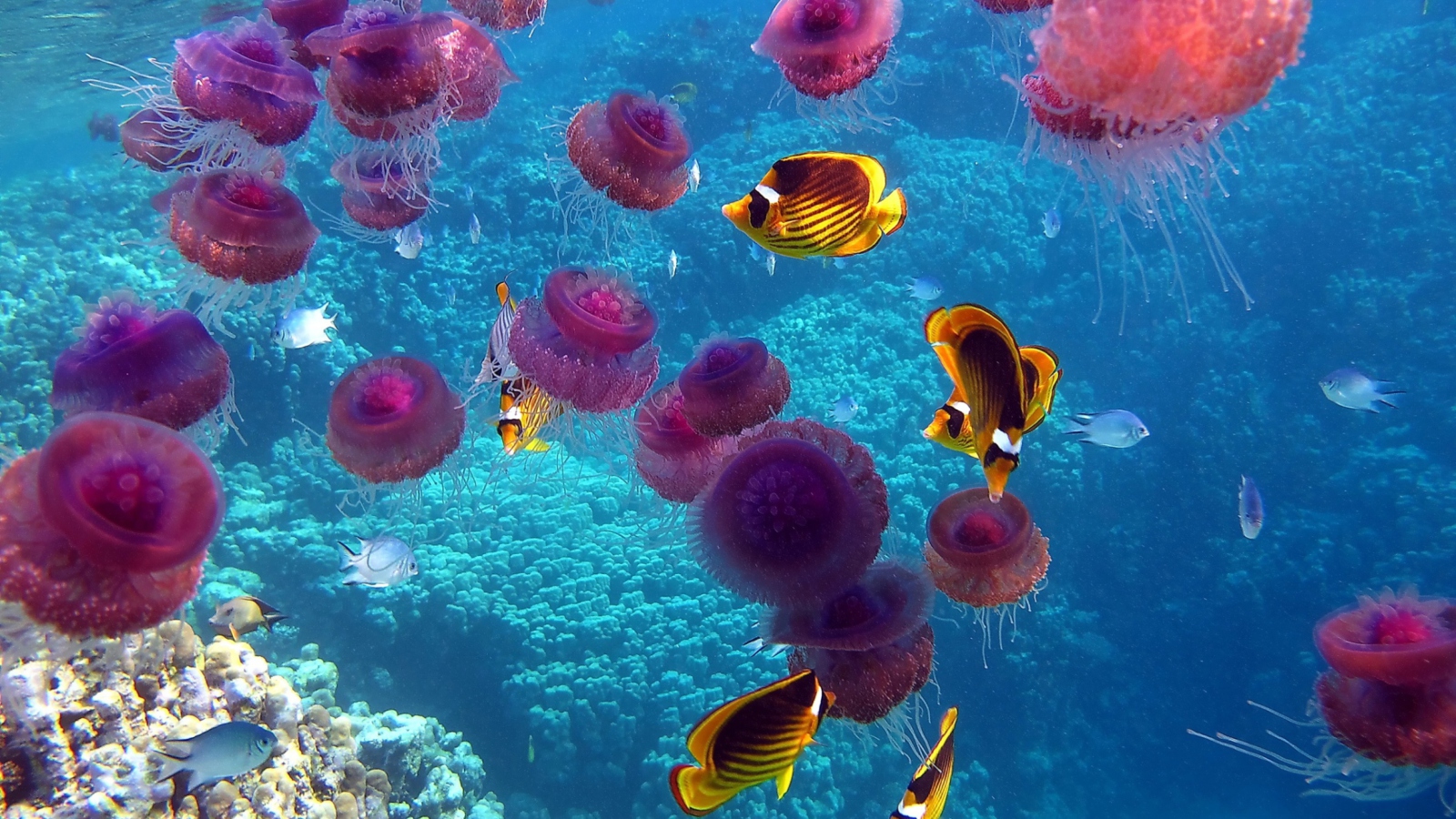 Pink Jellyfish And Yellow Fish screenshot #1 1600x900