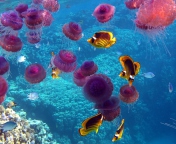 Fondo de pantalla Pink Jellyfish And Yellow Fish 176x144