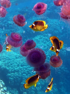 Screenshot №1 pro téma Pink Jellyfish And Yellow Fish 240x320