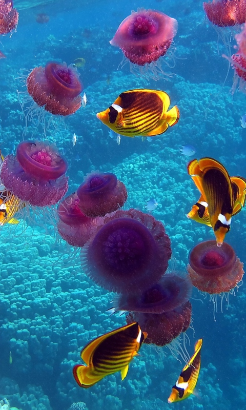 Fondo de pantalla Pink Jellyfish And Yellow Fish 480x800