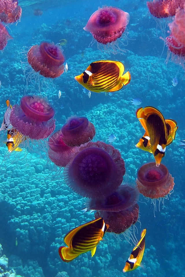 Das Pink Jellyfish And Yellow Fish Wallpaper 640x960