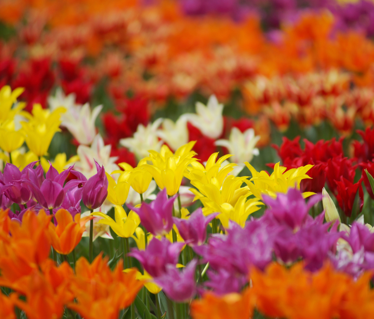 Обои Dreamscape Tulip Field in May 1200x1024