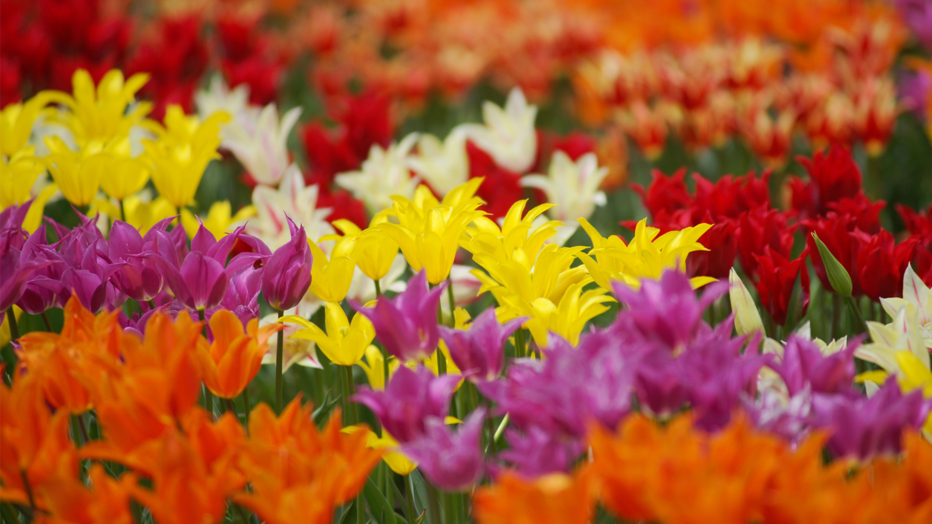 Dreamscape Tulip Field in May wallpaper 1920x1080