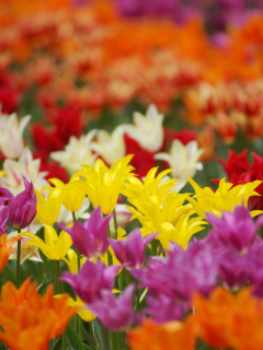 Sfondi Dreamscape Tulip Field in May 240x320