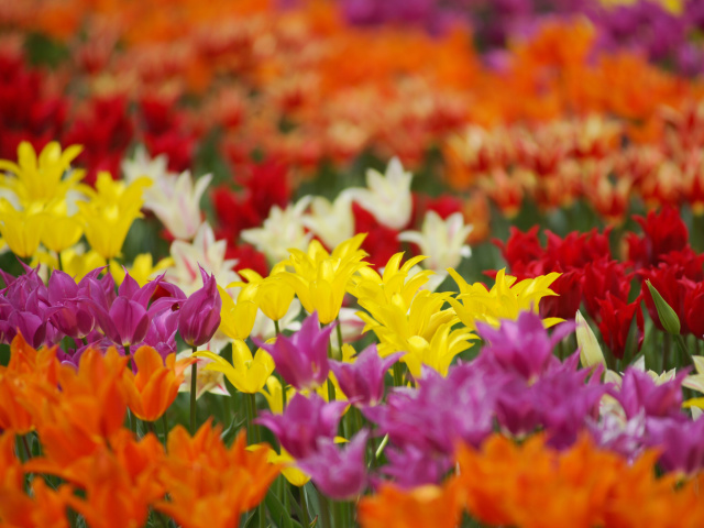 Das Dreamscape Tulip Field in May Wallpaper 640x480