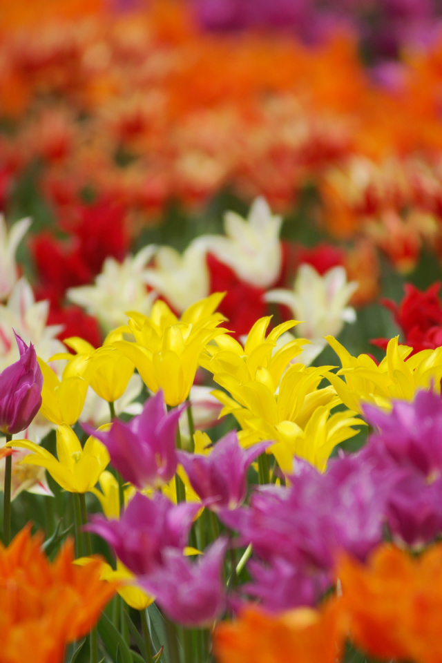 Sfondi Dreamscape Tulip Field in May 640x960