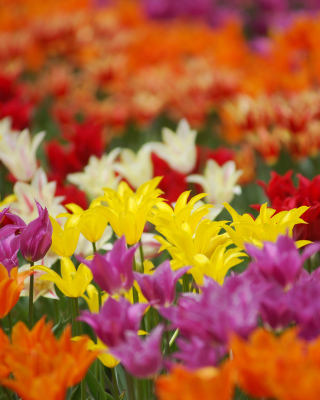 Dreamscape Tulip Field in May - Obrázkek zdarma pro iPhone 4