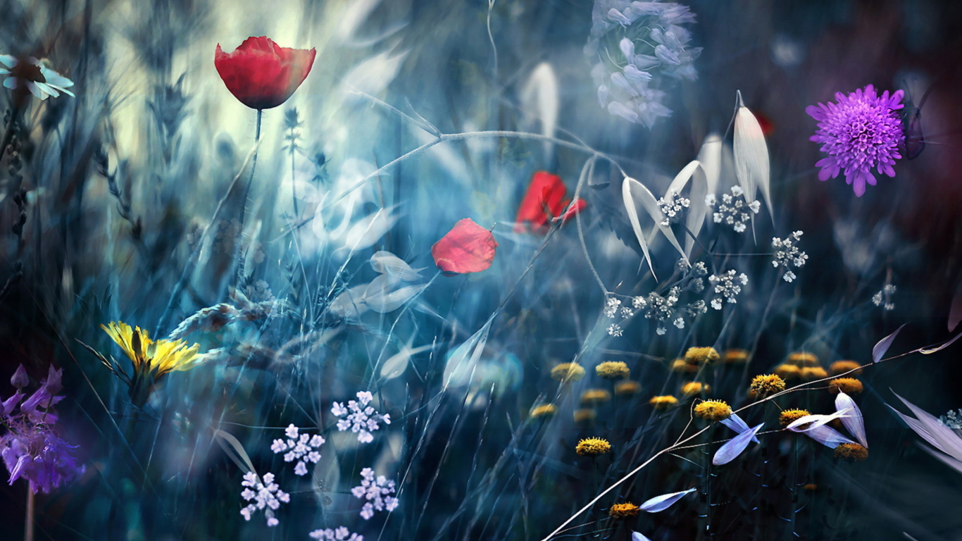 Das Magical Flower Field Wallpaper 1366x768