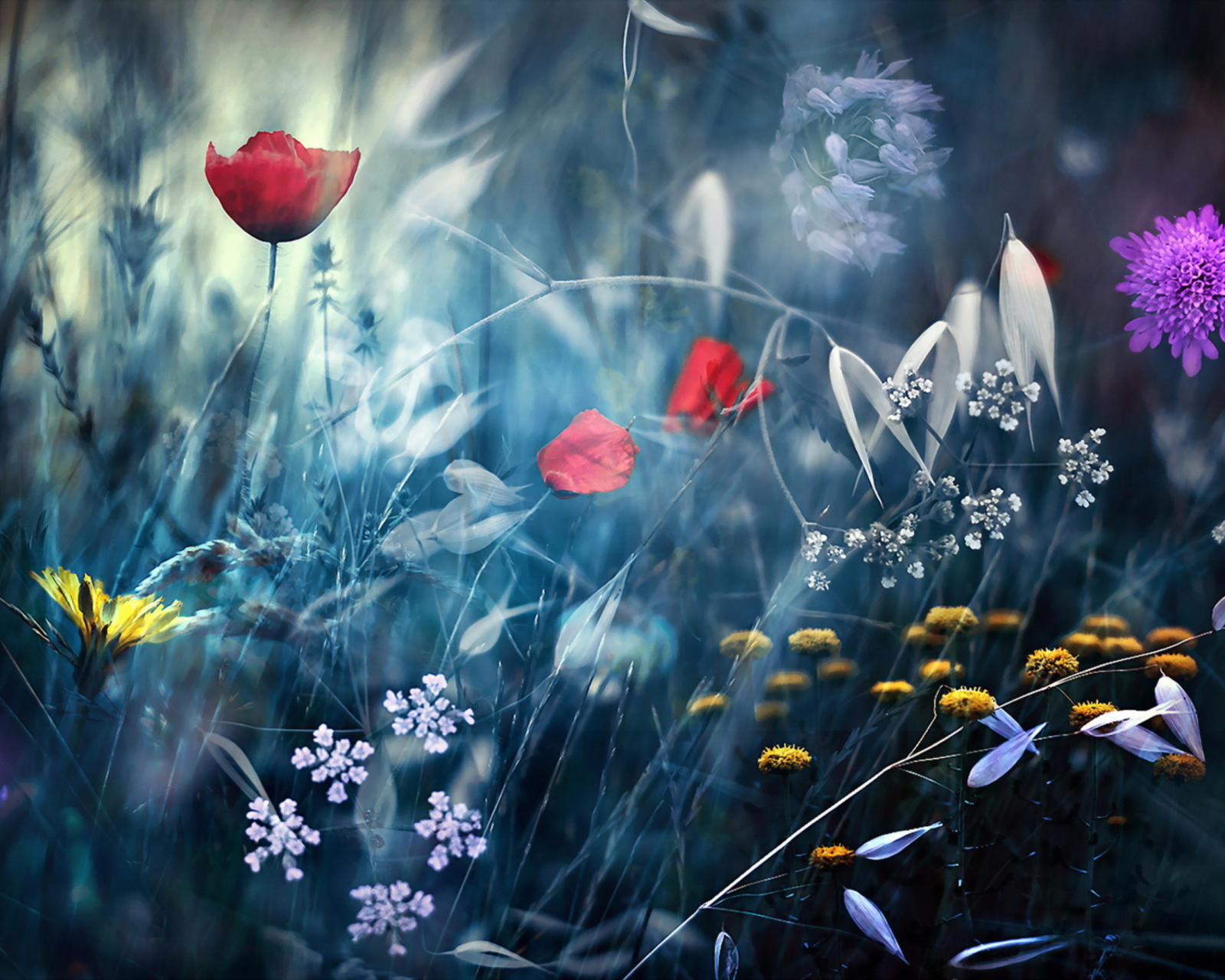 Das Magical Flower Field Wallpaper 1600x1280