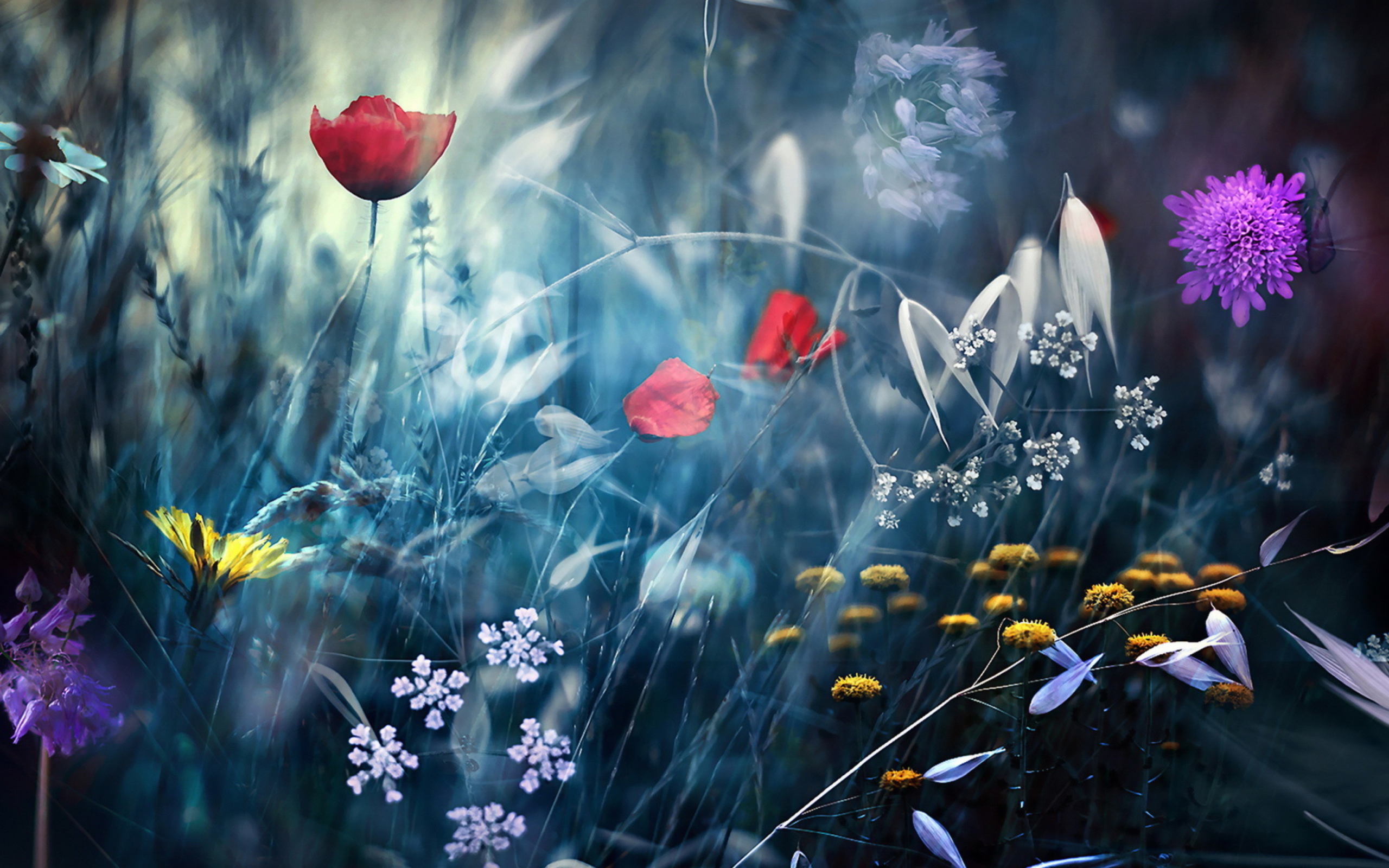 Magical Flower Field wallpaper 2560x1600