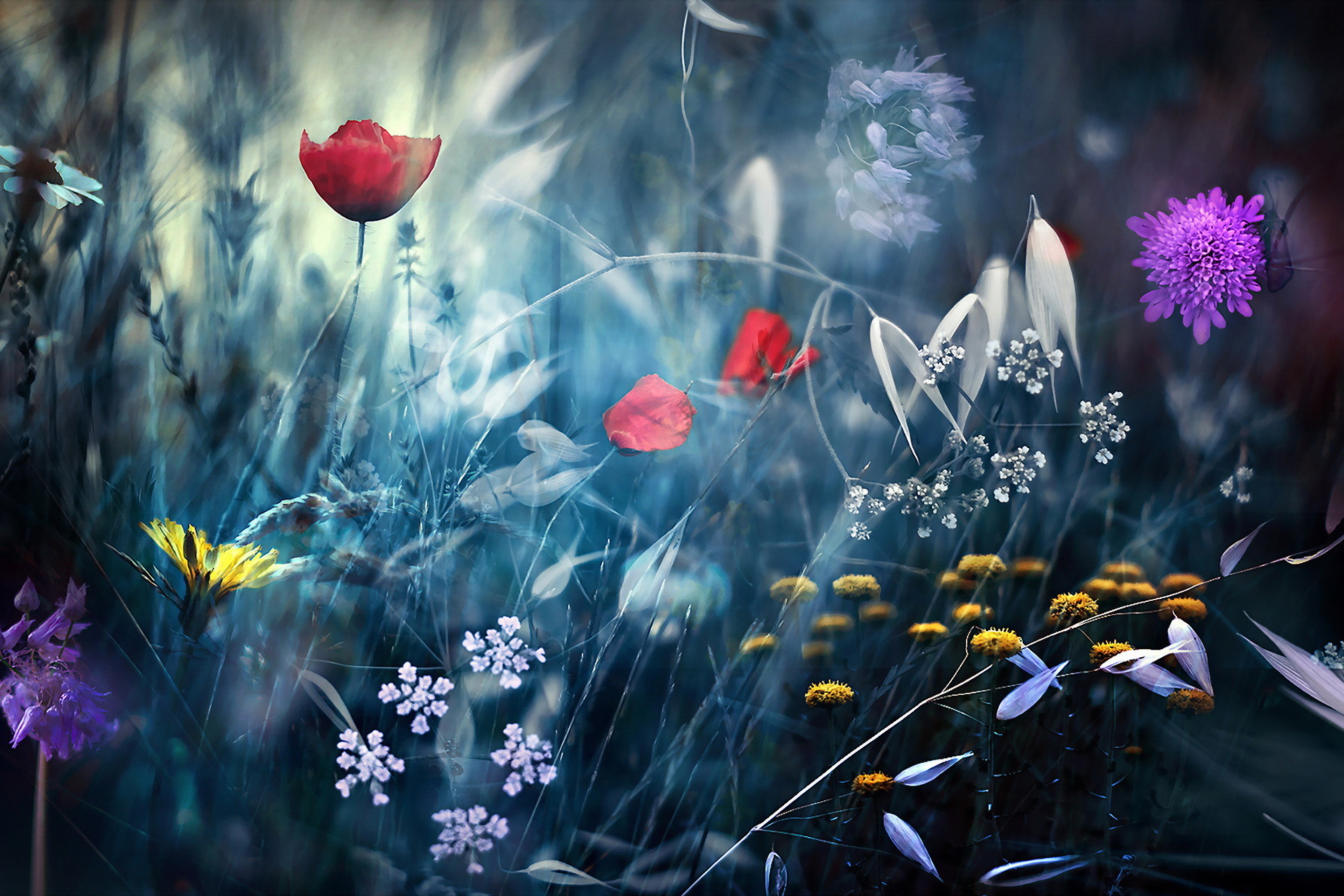 Das Magical Flower Field Wallpaper 2880x1920