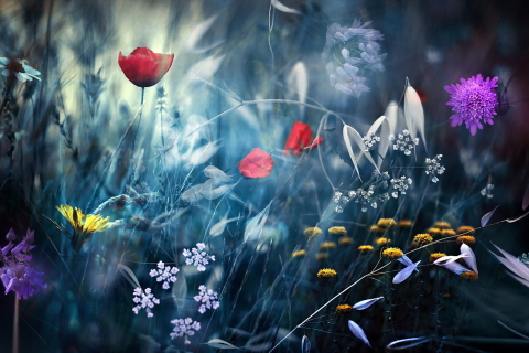 Das Magical Flower Field Wallpaper 480x320