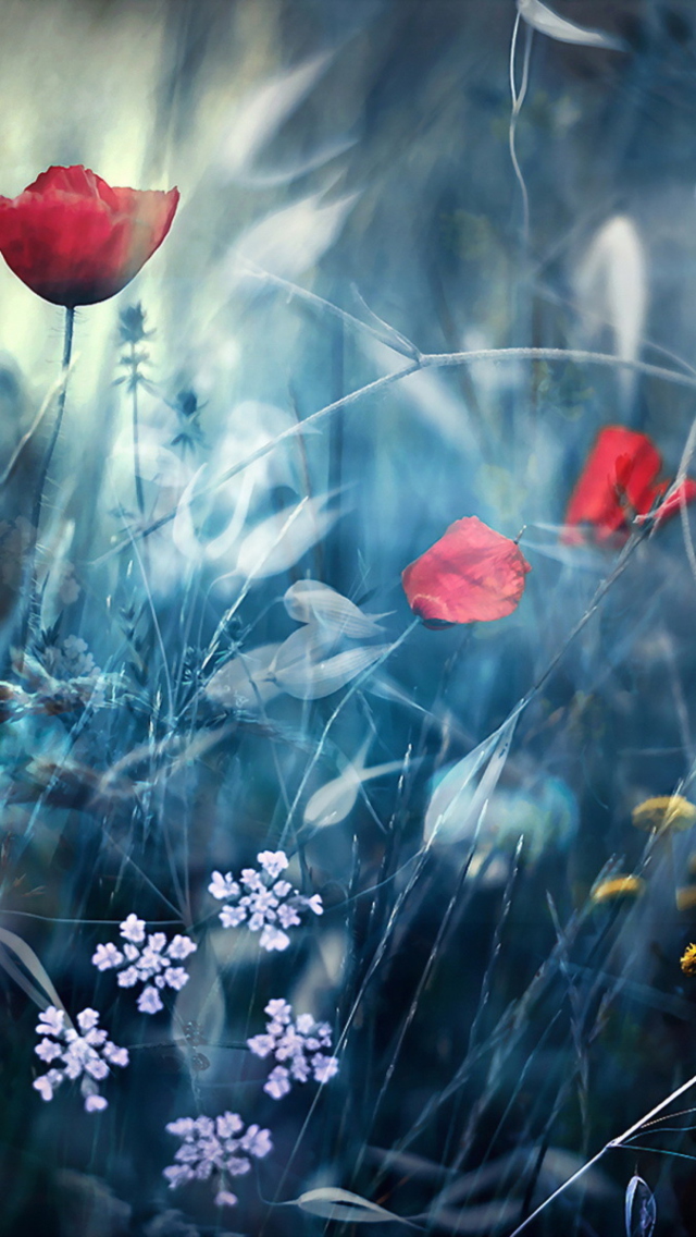 Magical Flower Field wallpaper 640x1136