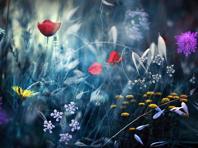 Das Magical Flower Field Wallpaper 640x480