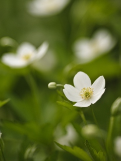 Обои Spring Flowers 240x320