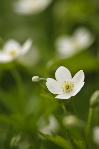 Обои Spring Flowers 320x480