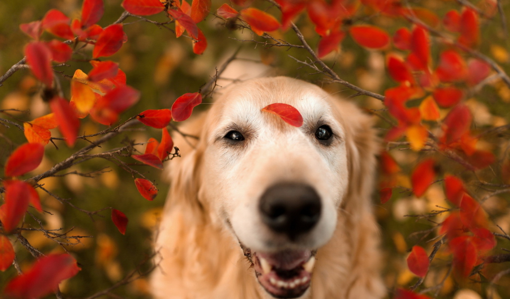 Autumn Dog's Portrait screenshot #1 1024x600
