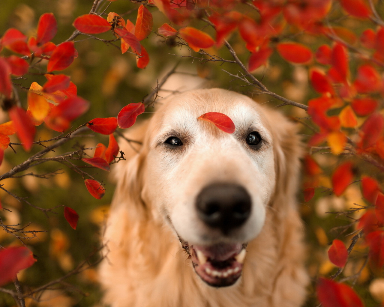 Fondo de pantalla Autumn Dog's Portrait 1280x1024