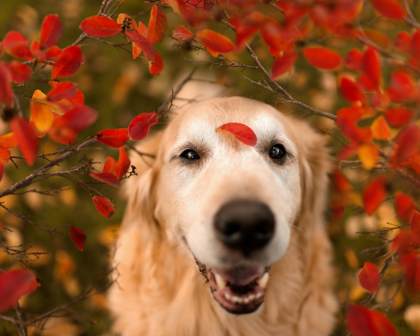 Das Autumn Dog's Portrait Wallpaper 1600x1280