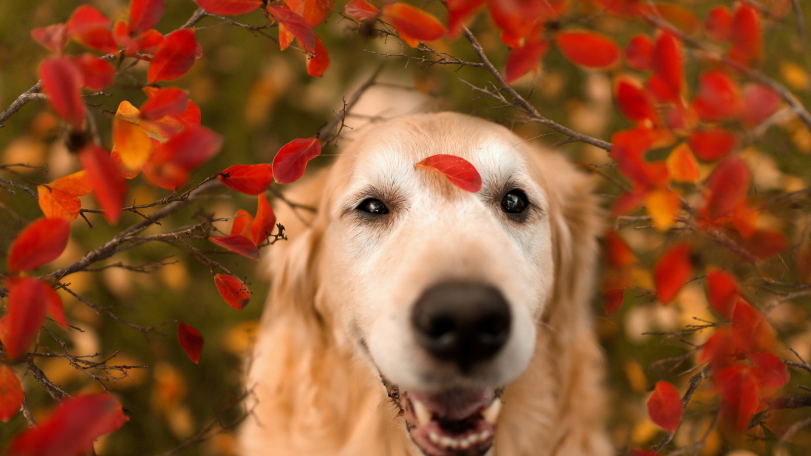 Das Autumn Dog's Portrait Wallpaper 1600x900