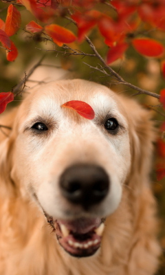 Das Autumn Dog's Portrait Wallpaper 240x400