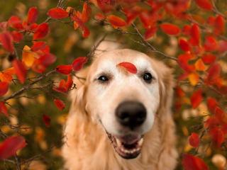 Das Autumn Dog's Portrait Wallpaper 320x240