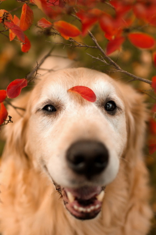 Das Autumn Dog's Portrait Wallpaper 320x480