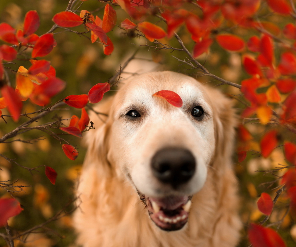 Das Autumn Dog's Portrait Wallpaper 960x800