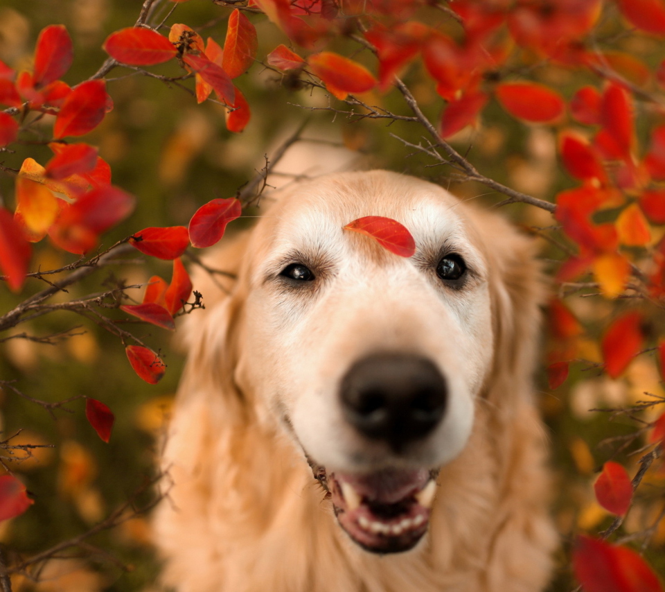 Sfondi Autumn Dog's Portrait 960x854