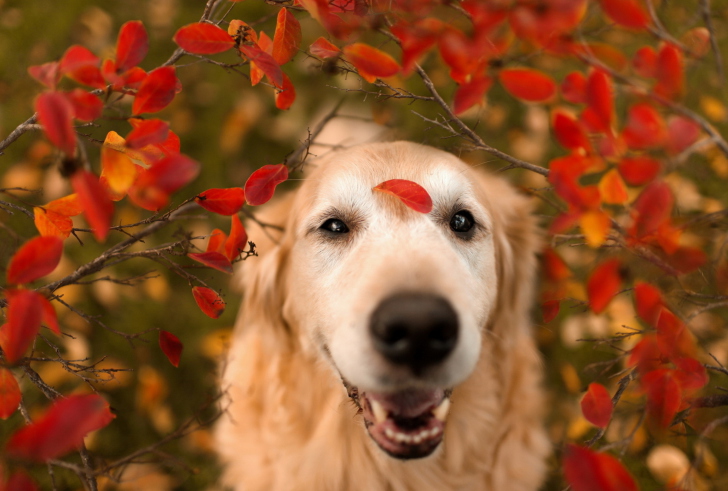 Autumn Dog's Portrait wallpaper