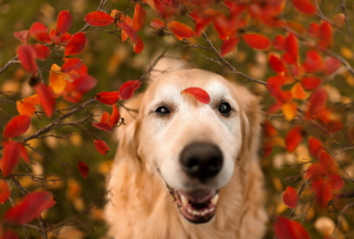 Autumn Dog's Portrait Background for Android, iPhone and iPad
