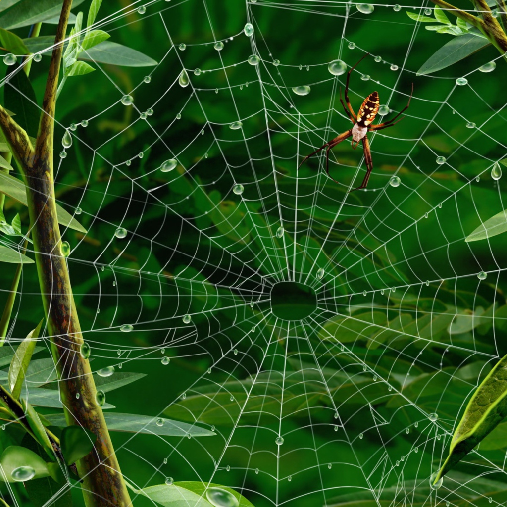 Sfondi Spider On Net 1024x1024