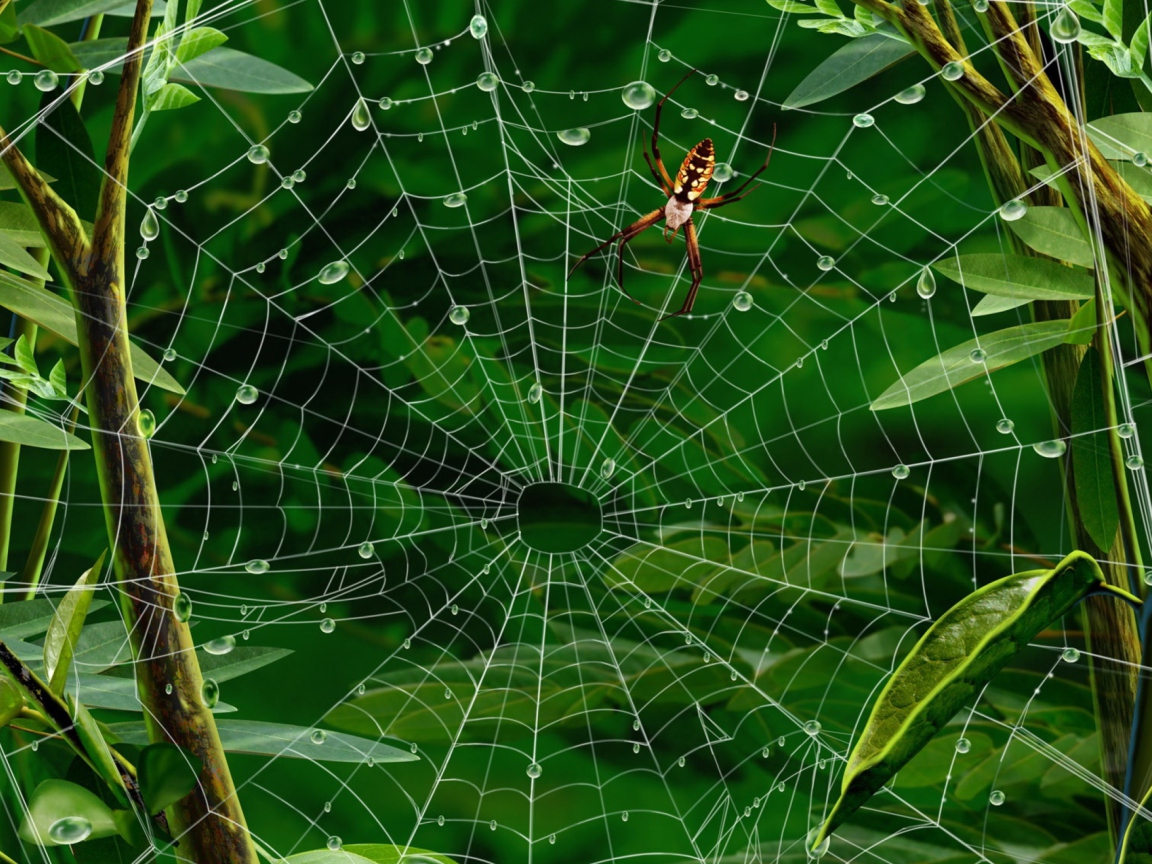 Sfondi Spider On Net 1152x864