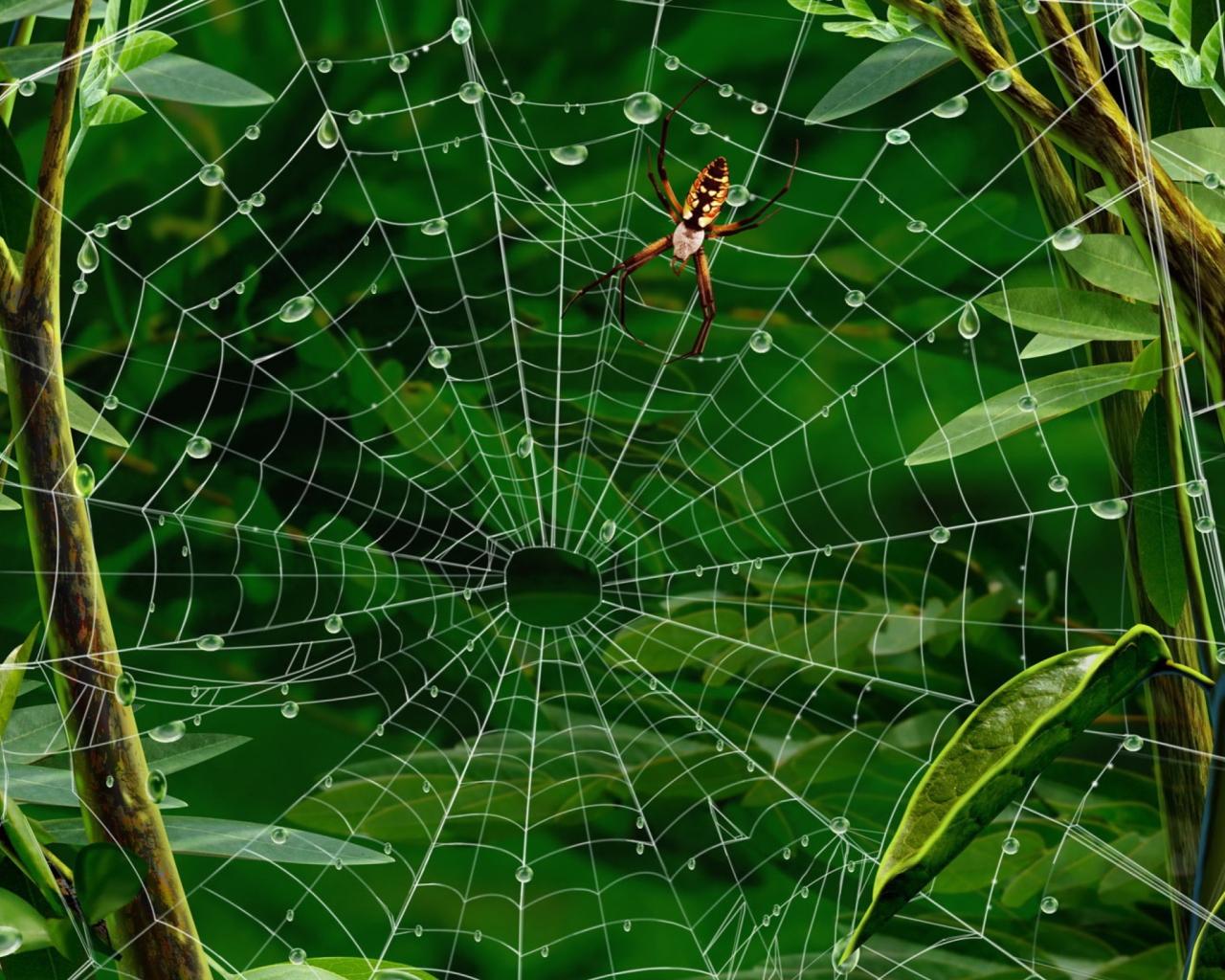 Spider On Net wallpaper 1280x1024
