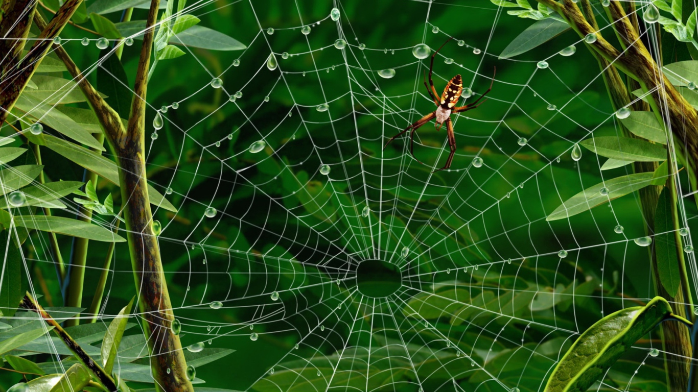 Fondo de pantalla Spider On Net 1366x768